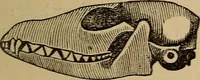 An illustration from The practical phrenologist and recorder and delineator of the character and talents of [blank], as marked by [blank] : a compendium of phreno-organic science (1869)