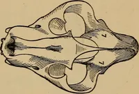 An illustration from The practical phrenologist and recorder and delineator of the character and talents of [blank], as marked by [blank] : a compendium of phreno-organic science (1869)