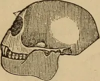 An illustration from The practical phrenologist and recorder and delineator of the character and talents of [blank], as marked by [blank] : a compendium of phreno-organic science (1869)