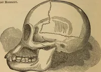 An illustration from The practical phrenologist and recorder and delineator of the character and talents of [blank], as marked by [blank] : a compendium of phreno-organic science (1869)