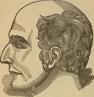 An illustration from The practical phrenologist and recorder and delineator of the character and talents of [blank], as marked by [blank] : a compendium of phreno-organic science (1869)