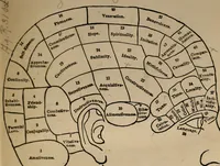 An illustration from The practical phrenologist and recorder and delineator of the character and talents of [blank], as marked by [blank] : a compendium of phreno-organic science (1869)