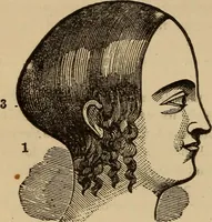 An illustration from The practical phrenologist and recorder and delineator of the character and talents of [blank], as marked by [blank] : a compendium of phreno-organic science (1869)