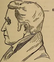 An illustration from The practical phrenologist and recorder and delineator of the character and talents of [blank], as marked by [blank] : a compendium of phreno-organic science (1869)