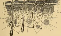 An illustration from Practical podiatry : (1918)