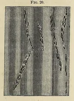 An illustration from The practical printer : a complete manual of photographic printing (1874)
