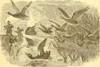 An illustration from Practical taxidermy, and home decoration : together with general information for sportsmen (1880)