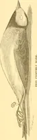 An illustration from Practical taxidermy, and home decoration : together with general information for sportsmen (1880)