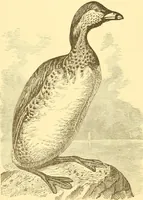 An illustration from Practical taxidermy, and home decoration : together with general information for sportsmen (1880)