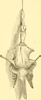 An illustration from Practical taxidermy, and home decoration : together with general information for sportsmen (1880)