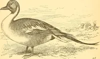 An illustration from Practical taxidermy, and home decoration : together with general information for sportsmen (1880)