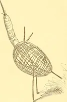 An illustration from Practical taxidermy, and home decoration : together with general information for sportsmen (1880)