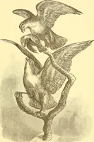 An illustration from Practical taxidermy, and home decoration : together with general information for sportsmen (1880)