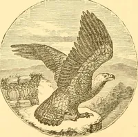 An illustration from Practical taxidermy, and home decoration : together with general information for sportsmen (1880)