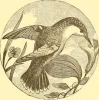 An illustration from Practical taxidermy, and home decoration : together with general information for sportsmen (1880)