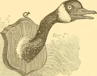 An illustration from Practical taxidermy, and home decoration : together with general information for sportsmen (1880)