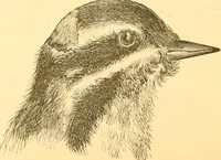 An illustration from Practical taxidermy, and home decoration : together with general information for sportsmen (1880)