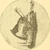 An illustration from Practical taxidermy, and home decoration : together with general information for sportsmen (1880)