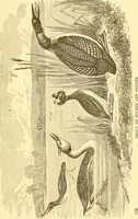 An illustration from Practical taxidermy, and home decoration : together with general information for sportsmen (1880)