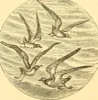 An illustration from Practical taxidermy, and home decoration : together with general information for sportsmen (1880)