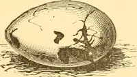 An illustration from Practical taxidermy, and home decoration : together with general information for sportsmen (1880)