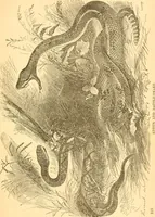 An illustration from Practical taxidermy, and home decoration : together with general information for sportsmen (1880)