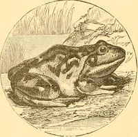 An illustration from Practical taxidermy, and home decoration : together with general information for sportsmen (1880)