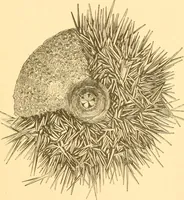 An illustration from Practical taxidermy, and home decoration : together with general information for sportsmen (1880)