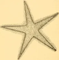 An illustration from Practical taxidermy, and home decoration : together with general information for sportsmen (1880)