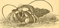 An illustration from Practical taxidermy, and home decoration : together with general information for sportsmen (1880)