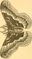 An illustration from Practical taxidermy, and home decoration : together with general information for sportsmen (1880)