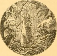 An illustration from Practical taxidermy, and home decoration : together with general information for sportsmen (1880)