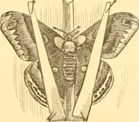 An illustration from Practical taxidermy, and home decoration : together with general information for sportsmen (1880)