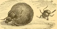 An illustration from Practical taxidermy, and home decoration : together with general information for sportsmen (1880)
