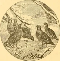 An illustration from Practical taxidermy, and home decoration : together with general information for sportsmen (1880)