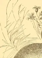 An illustration from Practical taxidermy, and home decoration : together with general information for sportsmen (1880)