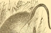 An illustration from Practical taxidermy, and home decoration : together with general information for sportsmen (1880)