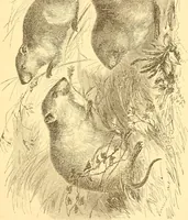 An illustration from Practical taxidermy, and home decoration : together with general information for sportsmen (1880)