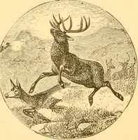 An illustration from Practical taxidermy, and home decoration : together with general information for sportsmen (1880)