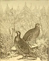 An illustration from Practical taxidermy, and home decoration : together with general information for sportsmen (1880)