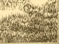 An illustration from Practical taxidermy, and home decoration : together with general information for sportsmen (1880)