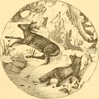 An illustration from Practical taxidermy, and home decoration : together with general information for sportsmen (1880)