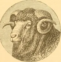 An illustration from Practical taxidermy, and home decoration : together with general information for sportsmen (1880)