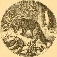 An illustration from Practical taxidermy, and home decoration : together with general information for sportsmen (1880)