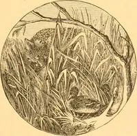 An illustration from Practical taxidermy, and home decoration : together with general information for sportsmen (1880)