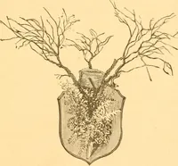 An illustration from Practical taxidermy, and home decoration : together with general information for sportsmen (1880)