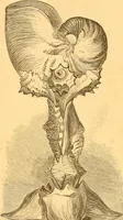An illustration from Practical taxidermy, and home decoration : together with general information for sportsmen (1880)
