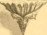 An illustration from Practical taxidermy, and home decoration : together with general information for sportsmen (1880)