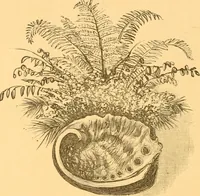 An illustration from Practical taxidermy, and home decoration : together with general information for sportsmen (1880)