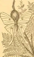 An illustration from Practical taxidermy, and home decoration : together with general information for sportsmen (1880)